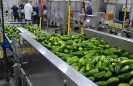 Cucumber Canning Processing Line