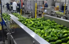 Cucumber Canning Processing Line