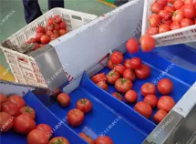 Tomato Dicing Processing Line