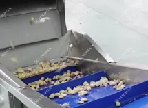 Garlic Processing Line