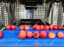 Tomato Dicing Processing Line