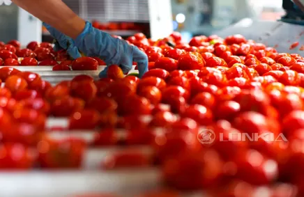 Tomato Dicing Processing Line