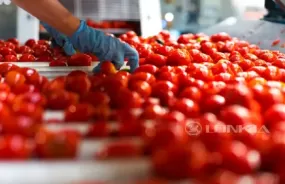 Tomato Dicing Processing Line