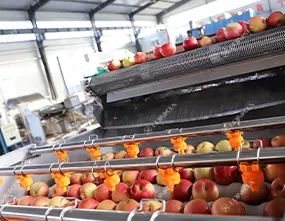 Tomato Carrot Cleaning Machine