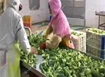 Frozen Vegetable Processing Line