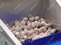 Garlic Processing Line