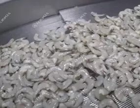 Frozen Shrimp Processing Line