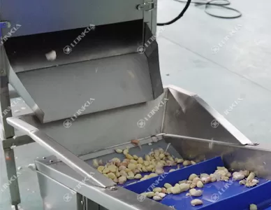 Garlic Clove Separator