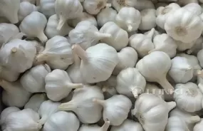 Garlic Processing Line