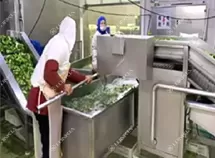 Frozen Vegetable Processing Line