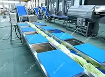 Salad Processing Line