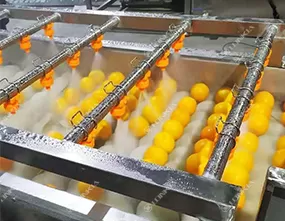 Tomato Carrot Cleaning Machine