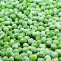 Pea