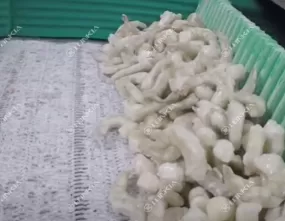 Frozen Shrimp Processing Line